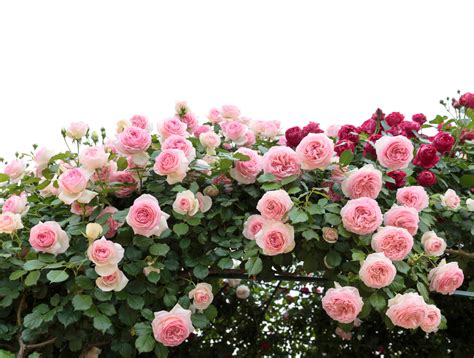 Climbing Roses - Louie's Nursery