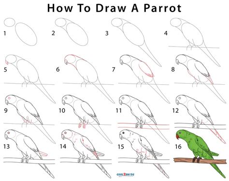 Bird Drawing With Colour Parrot Once you learn how to draw a parrot you can go on to finish it ...