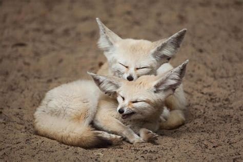 Fennec Fox Habitat