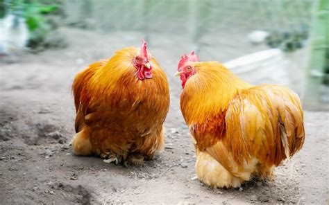 Complete Cochin Chicken Guide: 6 Must Read Facts | Chickens And More