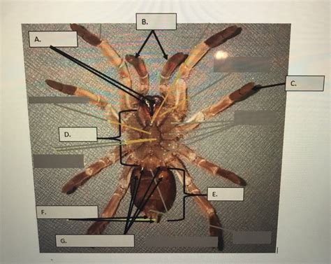 Lab 9: Chelicerata Diagram | Quizlet