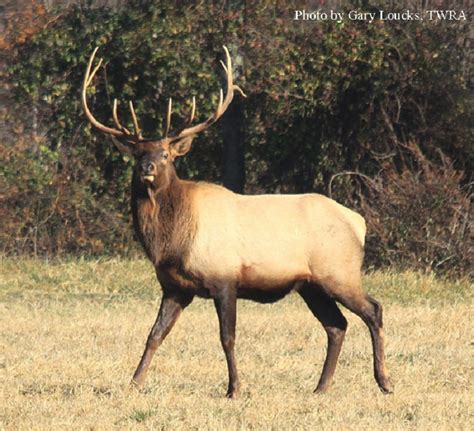 Tennessee Elk Hunting - Hunting · 1 decade ago. - another-wiens