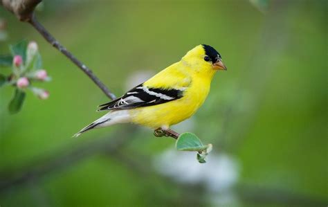 25 Small Yellow Birds You Should Know - Birds and Blooms