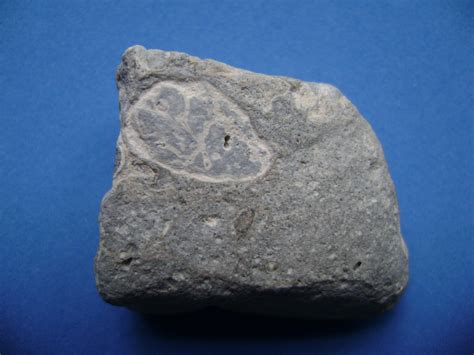 Florida Marine Fossil (Chiton)? - Fossil ID - The Fossil Forum