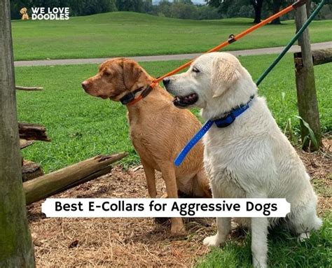 The 5 Best E-Collars for Aggressive Dogs! (2024) - We Love Doodles