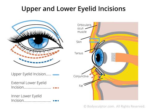 List Of Eyelid Anatomy Ideas