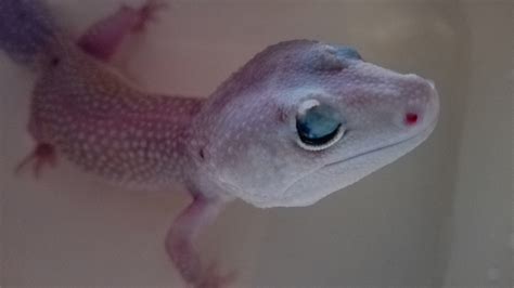 health - Leopard Gecko Eye problem(Eyelids Grown closed) - Pets Stack Exchange