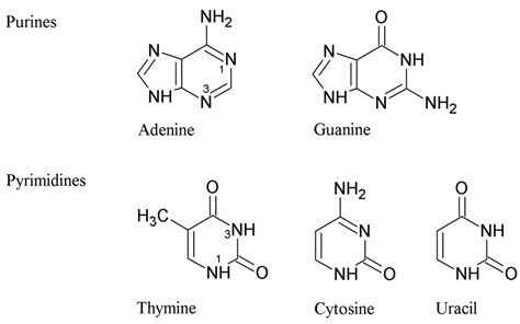 Five nitrogenous bases of DNA and RNA -purines and pyrimidines ...