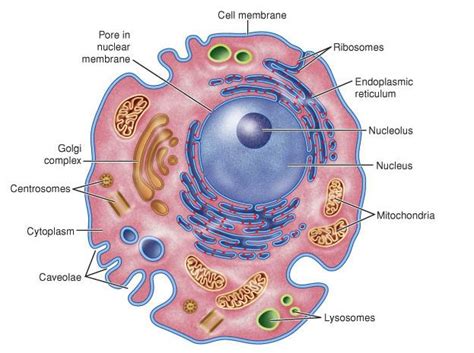 Animal Cell Diagram Labeled : Biological Science Picture Directory – Pulpbits.net