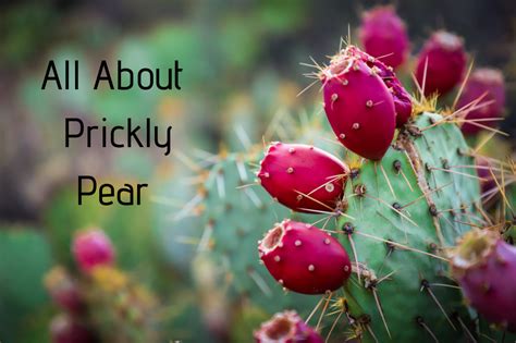 How to Harvest, Prepare, and Eat Prickly Pear Cactus - Delishably