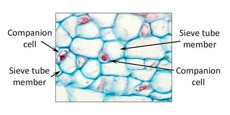 Cell Types, Phloem