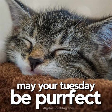 25 Best Tuesday Memes And Images To Brighten Your Week | Good morning funny, Tuesday quotes ...