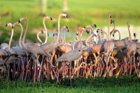 13 Places to See Flamingos in Florida | BirdJoy