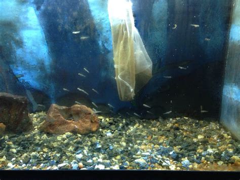 Aquaponics + Trout in the Classroom : 4 Steps - Instructables