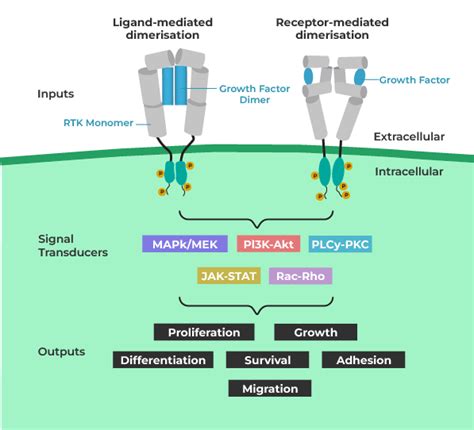 Tyrosine Kinase Signal Transduction Pathway