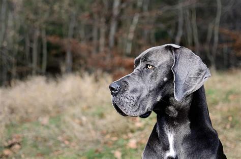 Top 10 Great Dane Breeders: Where To Find Puppies For Sale