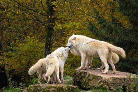 Arctic Wolf Pack Stock Photos, Pictures & Royalty-Free Images - iStock