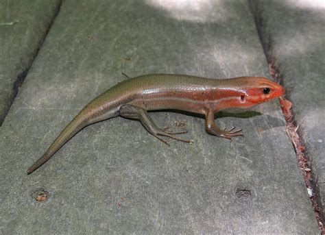 Broad-headed Skink - Plestiodon laticeps | Brad Glorioso’s Personal Website Amphibians and ...