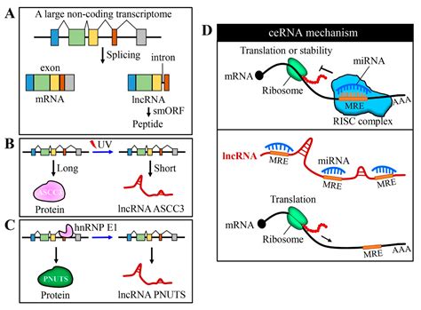 Cancers | Free Full-Text | Mechanisms of Long Non-Coding RNAs in ...