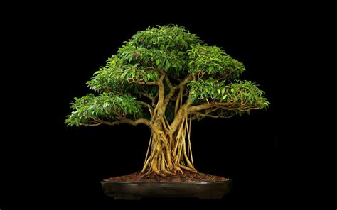 Bonsai Tree Wallpapers - Wallpaper Cave