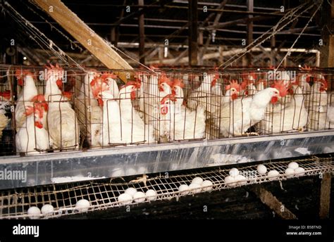 Domesticated 'egg laying' Chickens in cage Stock Photo - Alamy