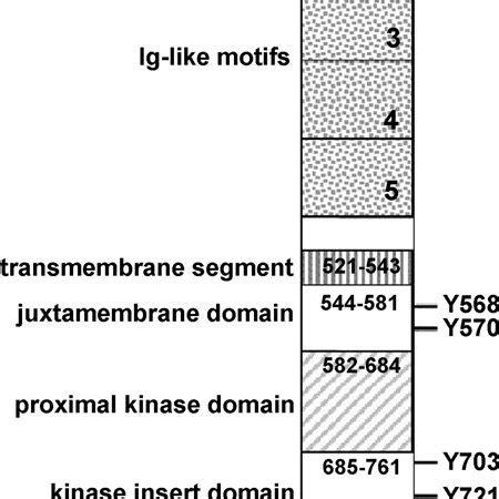 Schematic structure of c-Kit. Amino acids apply to human c-Kit. Upon ...