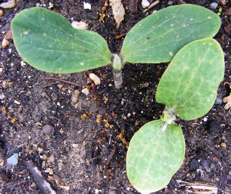 The Haunted Gardens: Pumpkin Seedlings!