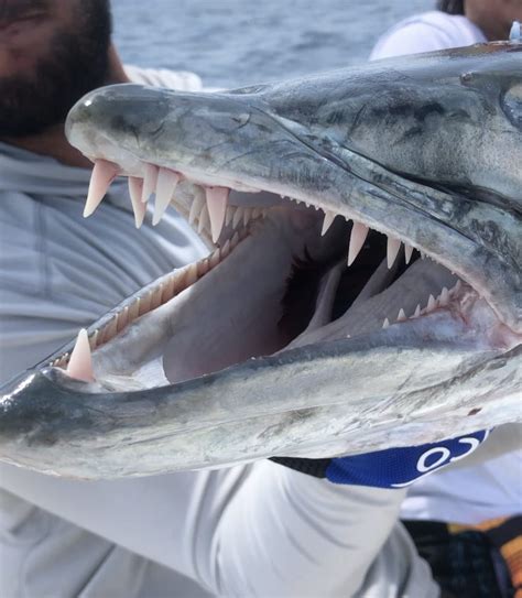 Barracuda Fishing Charters Clearwater FL | FishEye Sportfishing