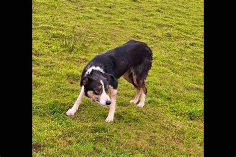 1 Border Collie (Female) | SellMyLivestock - The Online Livestock Marketplace