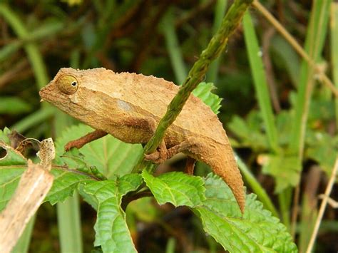 Pygmy Chameleon Care Sheet | Dubia.com