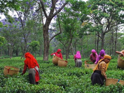 palampur tea garden