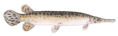 Spotted Gar (Lepisosteus oculatus)