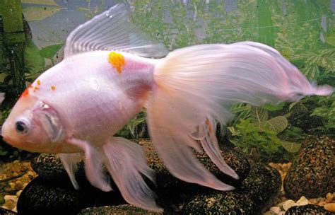 Goldfish Care - Types | Pictures | Diseases and Treatment: Veiltail Goldfish Pictures