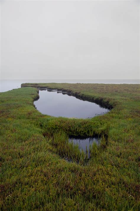 Anthony Castro Photography: Bolsa Chica Wetlands