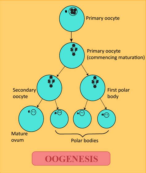 Polar Bodies Definition