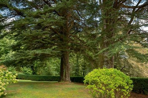 16 Beautiful Plants For Landscaping Under Cedar Trees