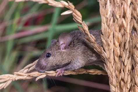 Tikus Sawah : Hewan Pengerat Perusak Tanaman