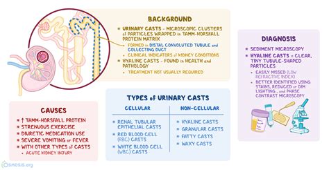 Wbc Casts In Urine