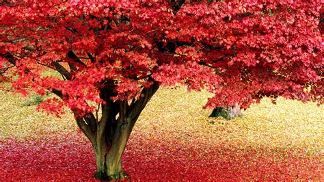 Maple Tree Wallpapers Group (83+)