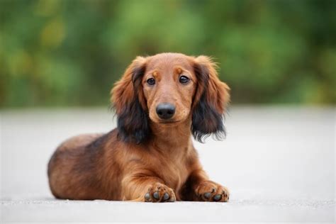 Long Haired Dachshund Care Guide: Colors, Temperament And More ...