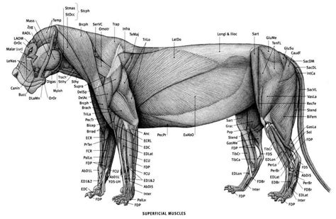 The Fascinating Anatomy of Sea Lions: A Visual Guide