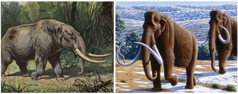 Show Me A Picture Of A Mastodon - the meta pictures