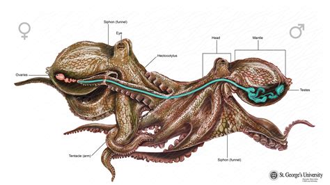 Octopus External Anatomy