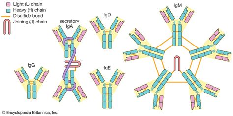 Types Of Antibodies