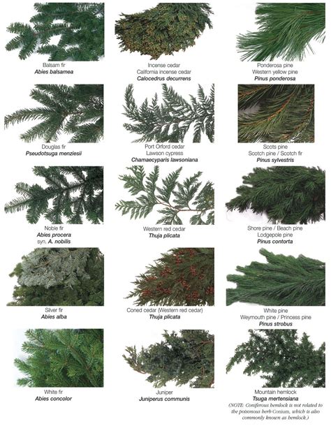 Image result for cedar tree identification | Types of evergreen trees, Types of pine trees ...