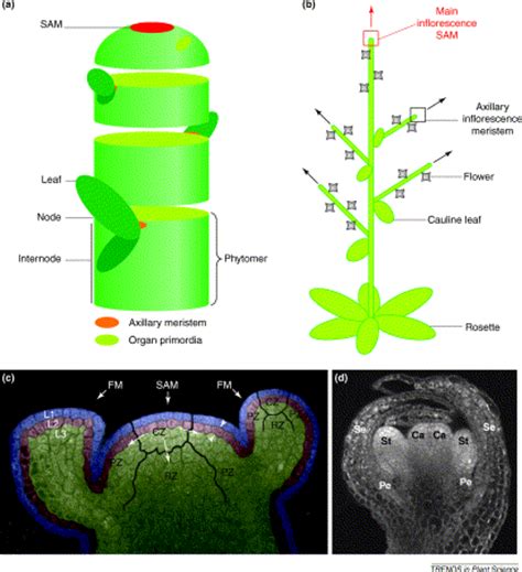 Root Apical Meristem And Shoot Apical Meristem