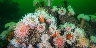 Sea Anemone’s Sweet Efforts Help Reef Ecosystems Flourish | Lab Manager