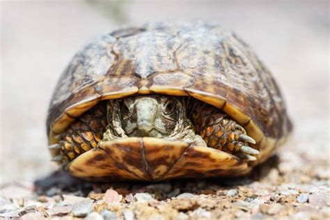 Ornate Box Turtle Pictures - AZ Animals