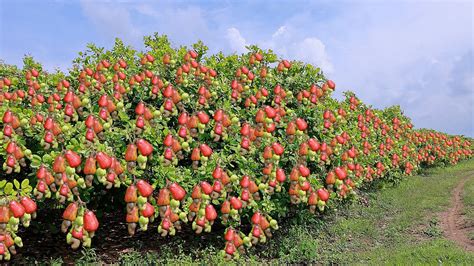 Cashew Cultivation and Cashew Nut Harvesting in My Village - YouTube