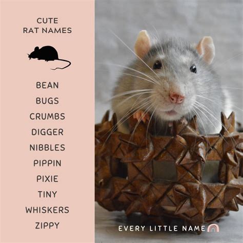 220+ Best Rat Names (Cool, Cute, and Funny) - Every Little Name